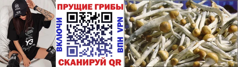 shop состав  Томари  Галлюциногенные грибы мицелий 